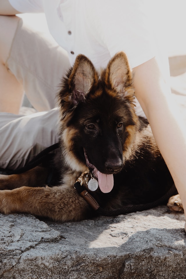 Selecting the Right German Shepherd Puppy: A Guide for Potential Owners